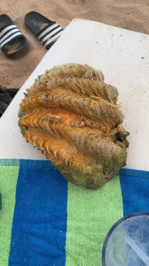 FD1C6509-694F-4397-9FAE-8D36D4445FD9