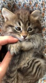 5968893-hd_720_1280_60fps