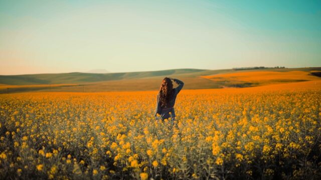 3127074-hd_1280_720_24fps