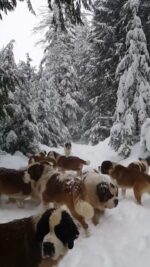 4157418-hd_720_1280_30fps