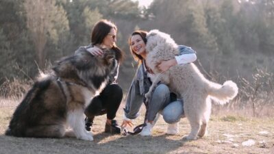 4267751-hd_1280_720_30fps