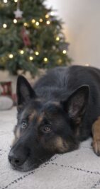 6650628-hd_720_1366_30fps