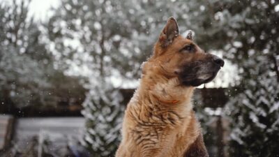 6209964-hd_1280_720_25fps