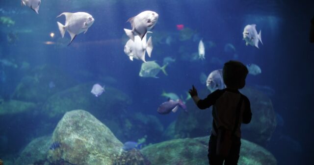 2386935-hd_1366_720_24fps