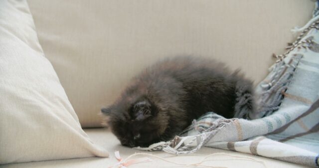 3191250-hd_1366_720_25fps